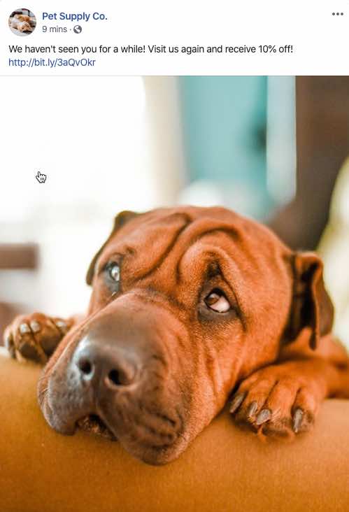 Facebook Ad for 10% off at Pet Supply Co with image of large brown dog